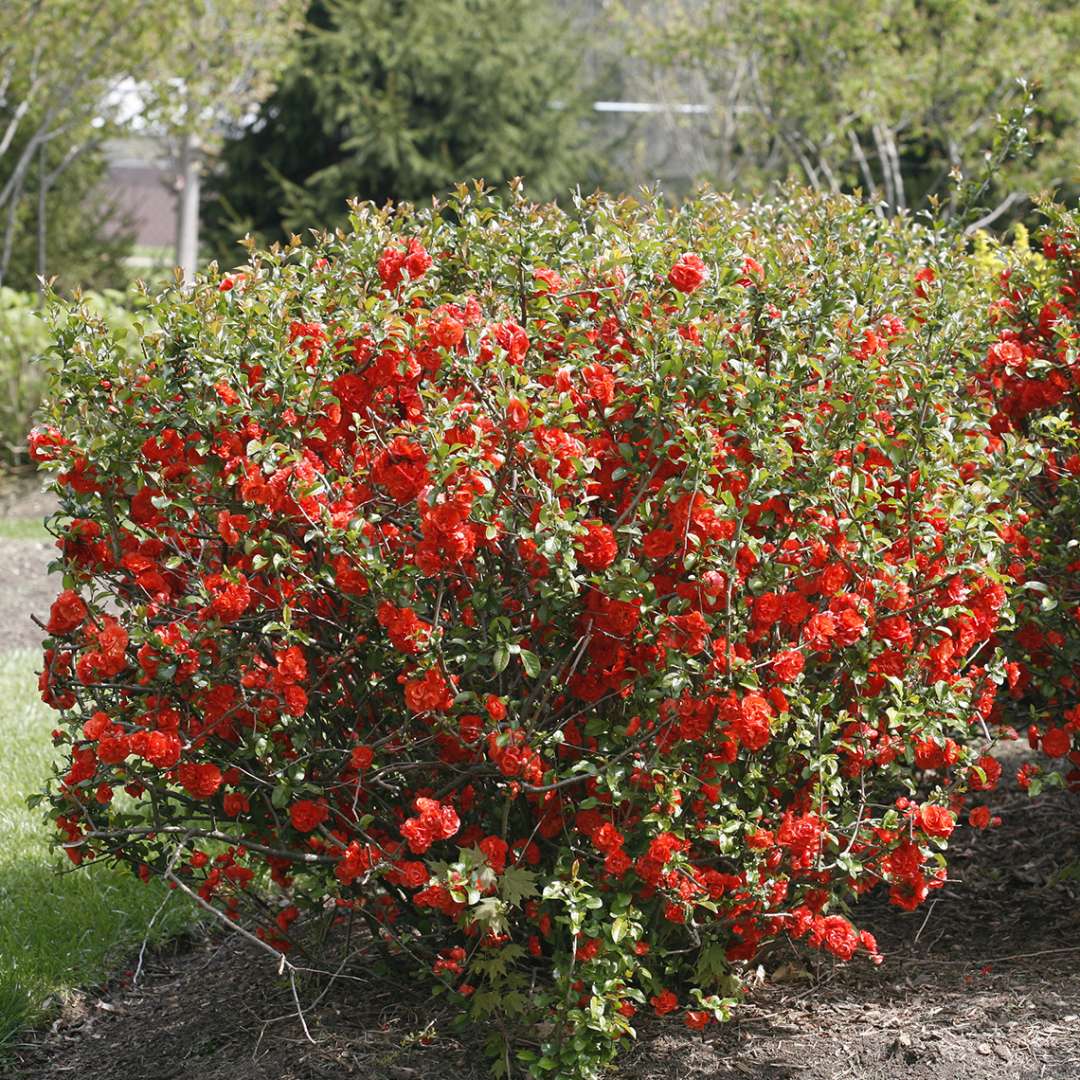 Double Take Orange quince in landscape